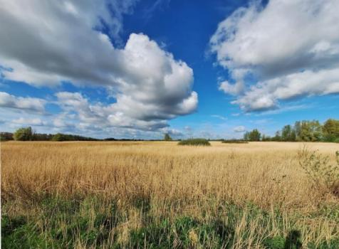 Wandelweer